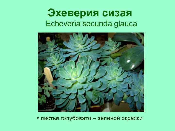 Эхеверия сизая Echeveria secunda glauca • листья голубовато – зеленой окраски 