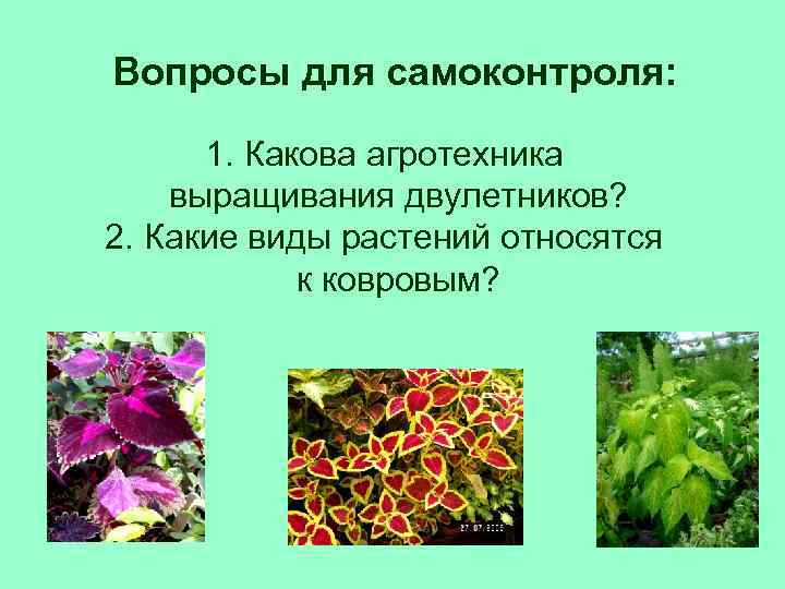 Вопросы для самоконтроля: 1. Какова агротехника выращивания двулетников? 2. Какие виды растений относятся к