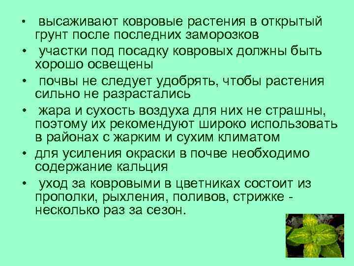 Общий план растений. Агротехника выращивания ковровых растений. Ковровые растения список. Ковровые растения характеристика. Технология посадки ковровых растений.