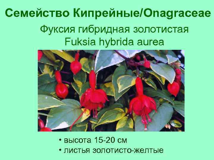 Семейство Кипрейные/Onagraceae Фуксия гибридная золотистая Fuksia hybrida aurea • высота 15 -20 см •