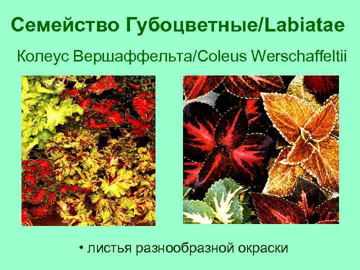 Семейство Губоцветные/Labiatae Колеус Вершаффельта/Coleus Werschaffeltii • листья разнообразной окраски 