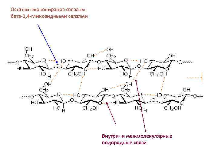 Остатки глюкопираноз связаны бета-1, 4 -гликозидными связями Внутри- и межмолекулярные водородные связи 