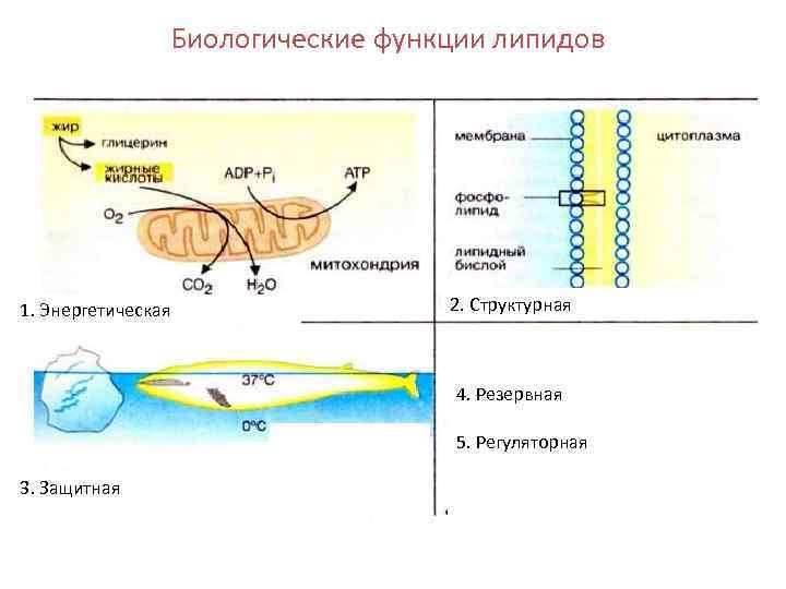 Гормональная функция липидов. Регуляторная функция липидов. Функции липидов структурная энергетическая. Рецепторная функция липидов. Энергетическая функция липидов.