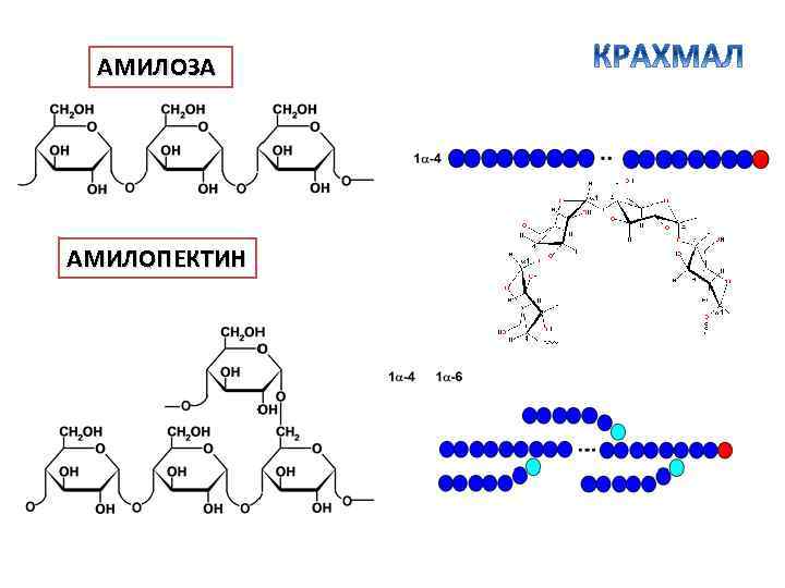 Молекула крахмала состоит. Строение амилозы и амилопектина. Крахмал формула амилопектин. Крахмал амилоза и амилопектин. Структура амилозы и амилопектина.