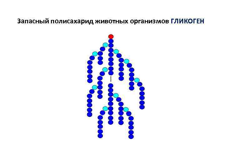 Запасный полисахарид животных организмов ГЛИКОГЕН 