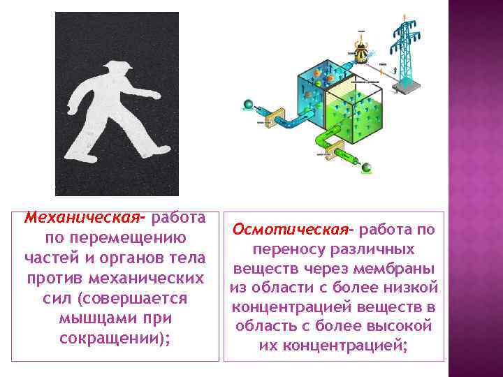 Механическая- работа по перемещению частей и органов тела против механических сил (совершается мышцами при