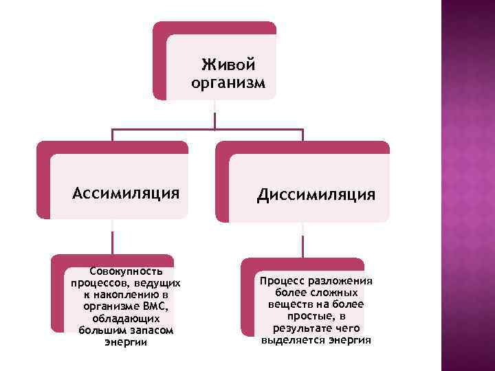 Живой организм Ассимиляция Диссимиляция Совокупность процессов, ведущих к накоплению в организме ВМС, обладающих большим