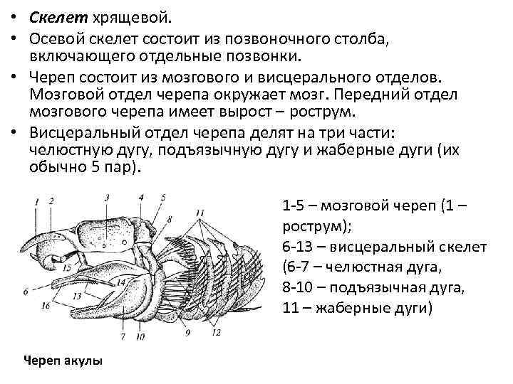  • Скелет хрящевой. • Осевой скелет состоит из позвоночного столба, включающего отдельные позвонки.