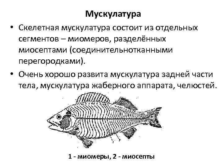 Мускулатура • Скелетная мускулатура состоит из отдельных сегментов – миомеров, разделённых миосептами (соединительнотканными перегородками).