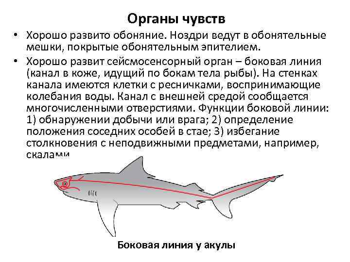 Органы чувств • Хорошо развито обоняние. Ноздри ведут в обонятельные мешки, покрытые обонятельным эпителием.