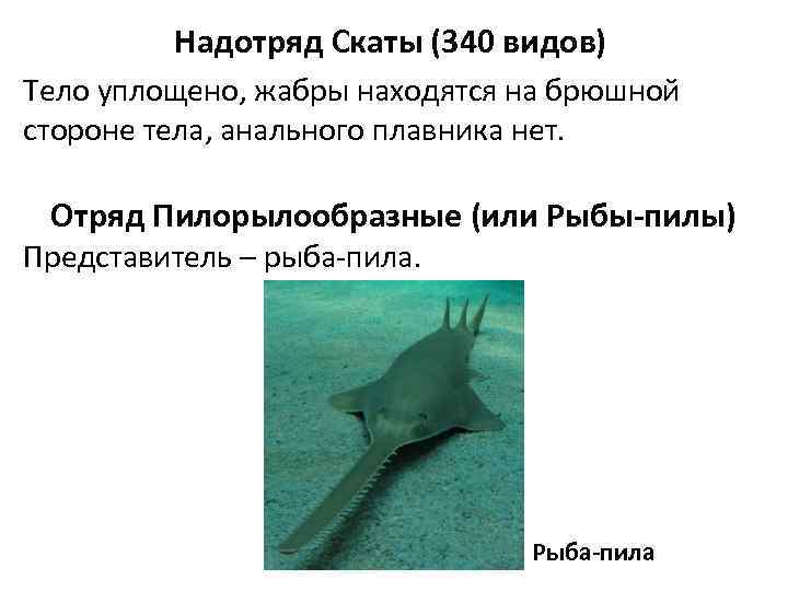 Надотряд Скаты (340 видов) Тело уплощено, жабры находятся на брюшной стороне тела, анального плавника
