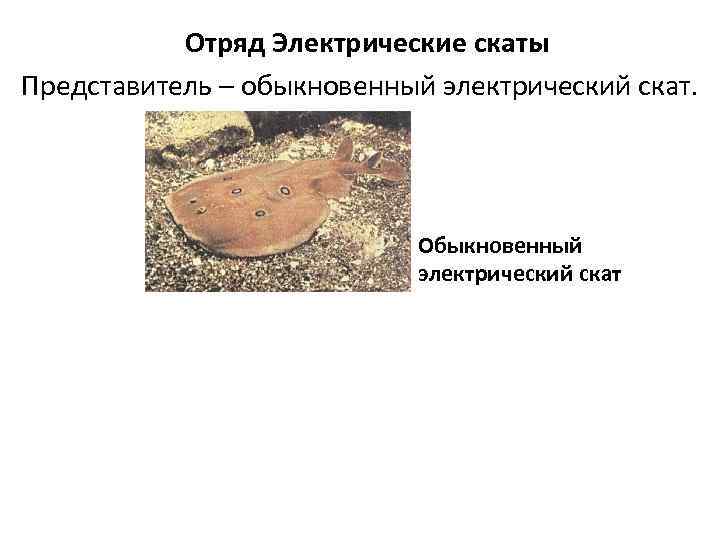 Отряд Электрические скаты Представитель – обыкновенный электрический скат. Обыкновенный электрический скат 