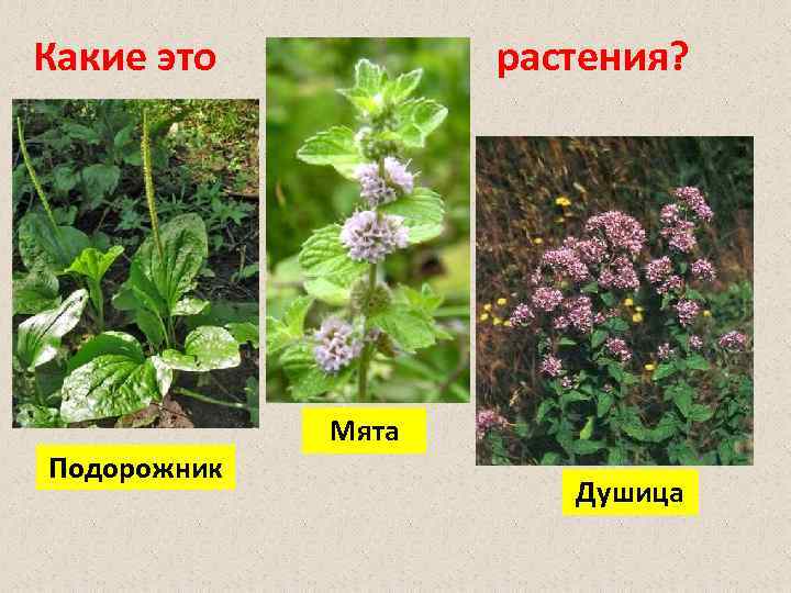 Какие это Подорожник растения? Мята Душица 