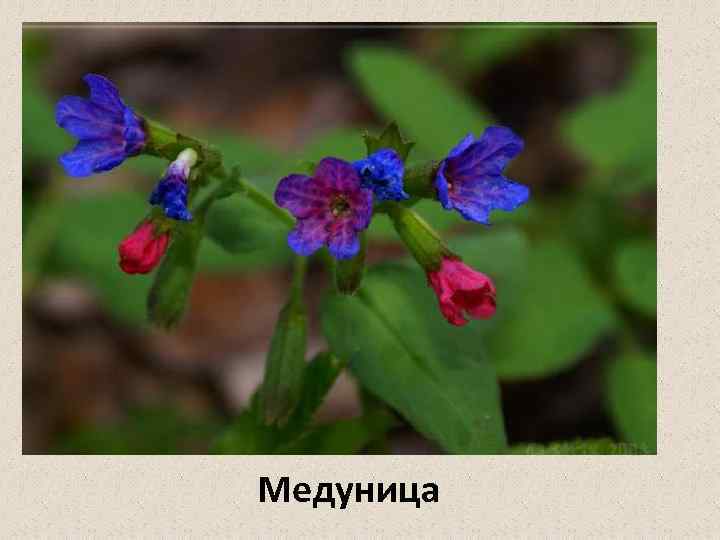 Медуница 