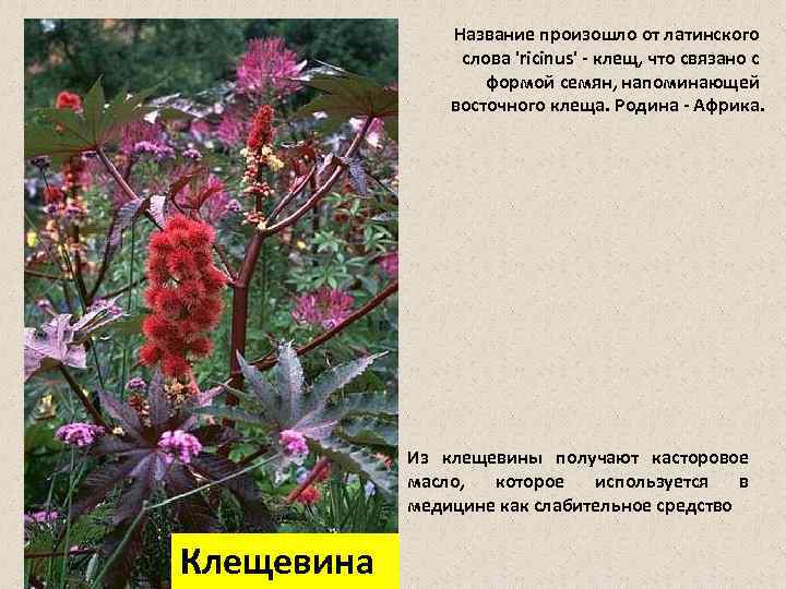 Название произошло от латинского слова 'ricinus' клещ, что связано с формой семян, напоминающей восточного