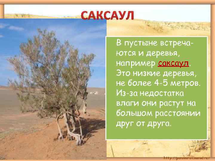 САКСАУЛ В пустыне встречаются и деревья, например саксаул. Это низкие деревья, не более 4