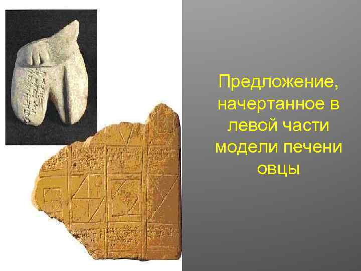 Предложение, начертанное в левой части модели печени овцы 