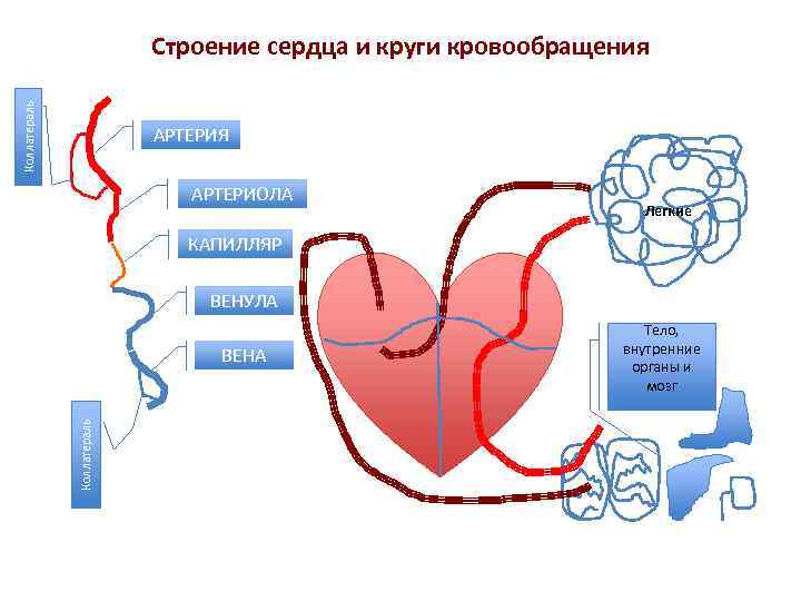 Коллатераль Строение сердца и круги кровообращения АРТЕРИЯ АРТЕРИОЛА Легкие КАПИЛЛЯР ВЕНУЛА Коллатераль ВЕНА Тело,