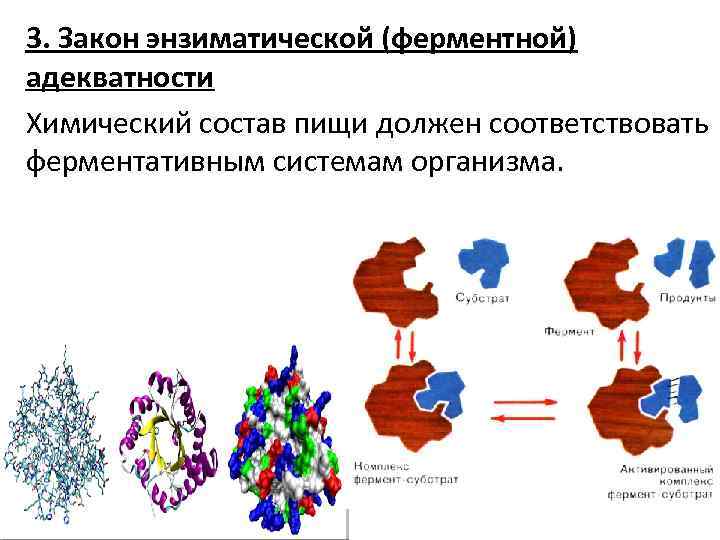 3. Закон энзиматической (ферментной) адекватности Химический состав пищи должен соответствовать ферментативным системам организма. 