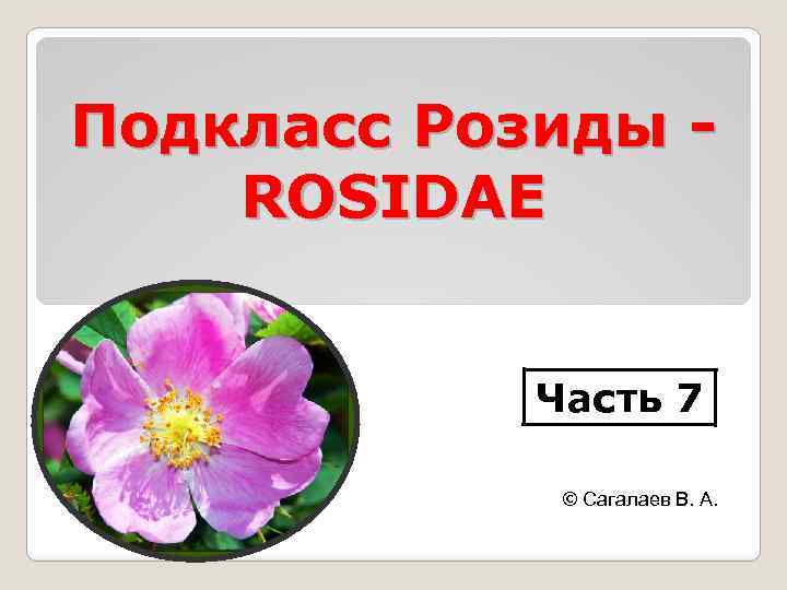 Подкласс Розиды ROSIDAE Часть 7 © Сагалаев В. А. 