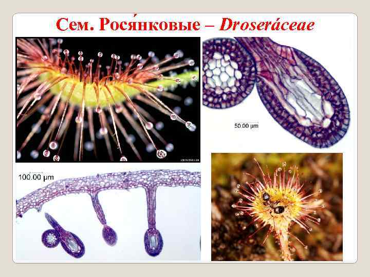 Сем. Рося нковые – Droseráceae 