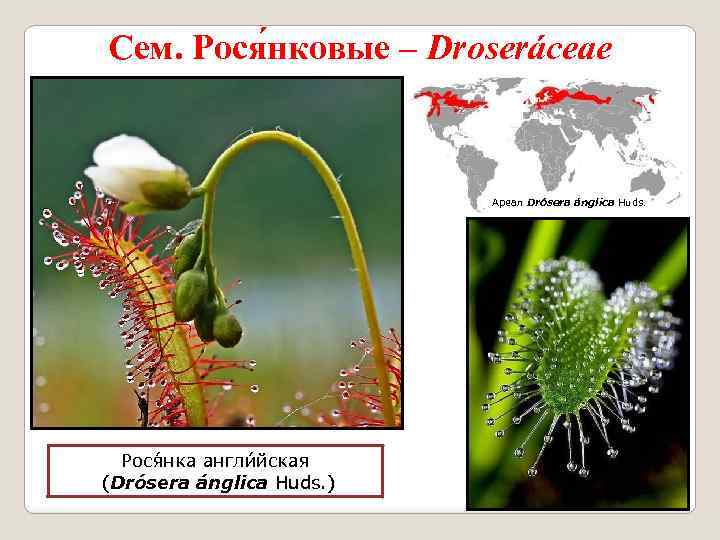 Сем. Рося нковые – Droseráceae Ареал Drósera ánglica Huds. Рося нка англи йская (Drósera