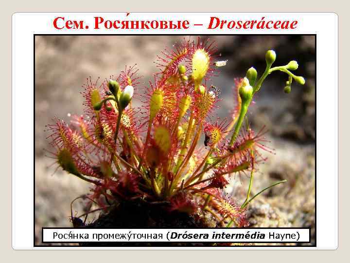 Сем. Рося нковые – Droseráceae Рося нка промежýточная (Drósera intermédia Hayne) 