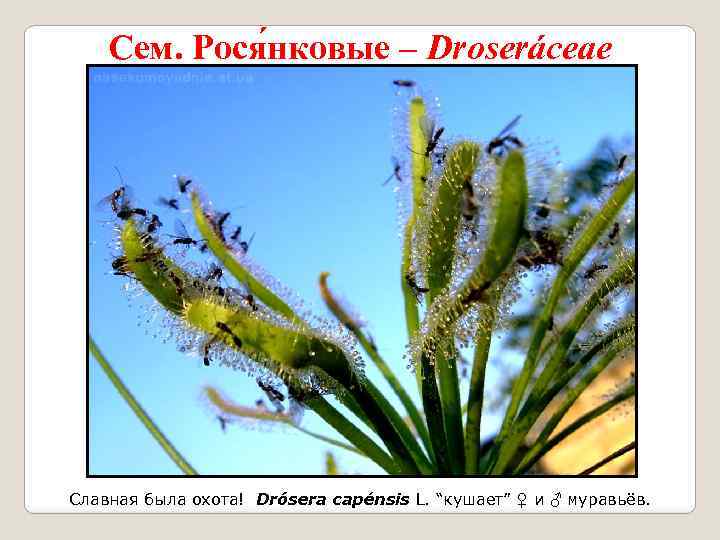 Сем. Рося нковые – Droseráceae Славная была охота! Drósera capénsis L. “кушает” ♀ и