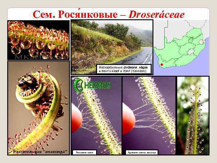 Сем. Рося нковые – Droseráceae Местообитание Drósera régia в Bain's Kloof в ЮАР (Caledon).