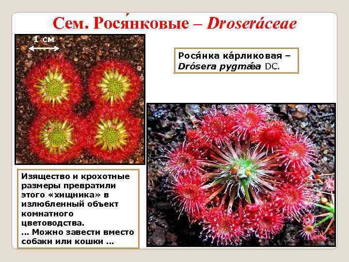 Сем. Рося нковые – Droseráceae 1 см Рося нка кáрликовая – Drósera pygmǽa DC.