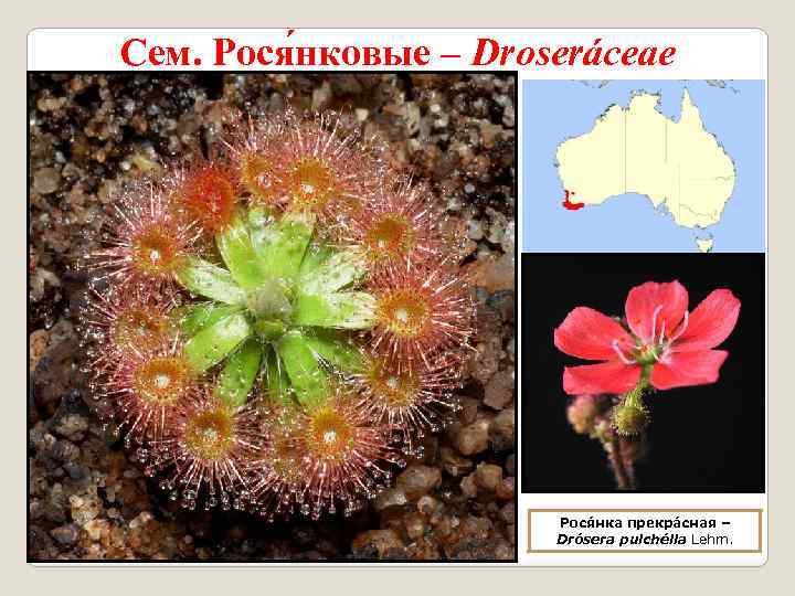 Сем. Рося нковые – Droseráceae Рося нка прекрáсная – Drósera pulchélla Lehm. 