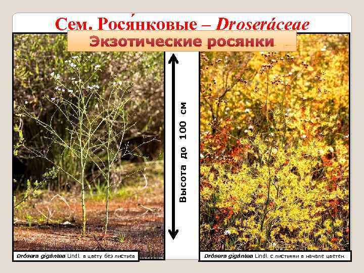 Сем. Рося нковые – Droseráceae Высота до 100 см Экзотические росянки Drósera gigántea Lindl.