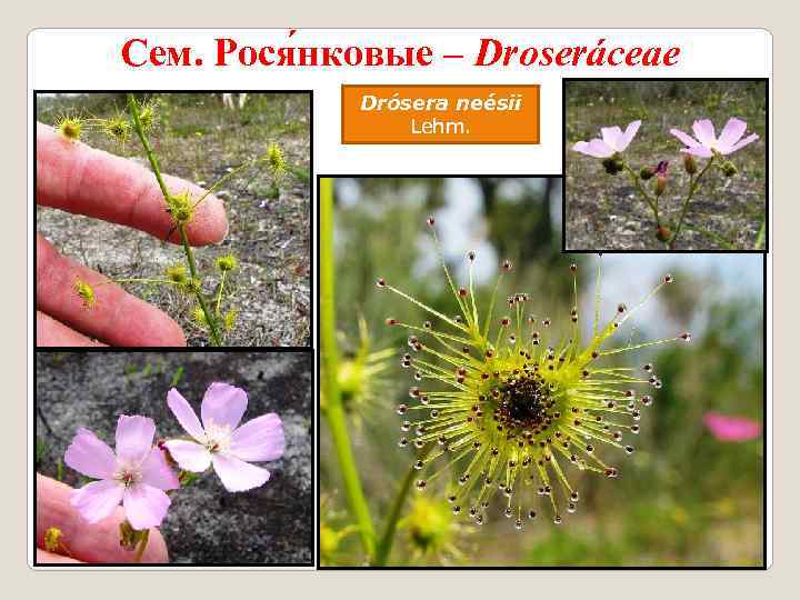 Сем. Рося нковые – Droseráceae Drósera neésii Lehm. 