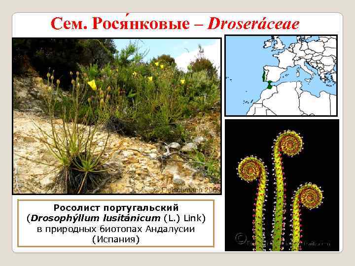 Сем. Рося нковые – Droseráceae Росолист португальский (Drosophýllum lusitánicum (L. ) Link) в природных