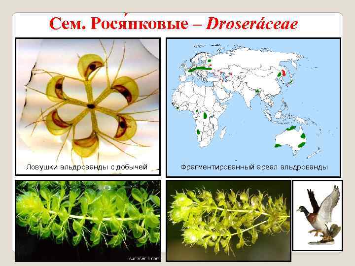 Сем. Рося нковые – Droseráceae Ловушки альдрованды с добычей Фрагментированный ареал альдрованды 