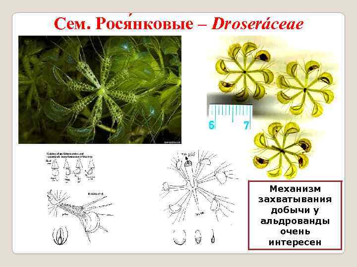 Сем. Рося нковые – Droseráceae Механизм захватывания добычи у альдрованды очень интересен 