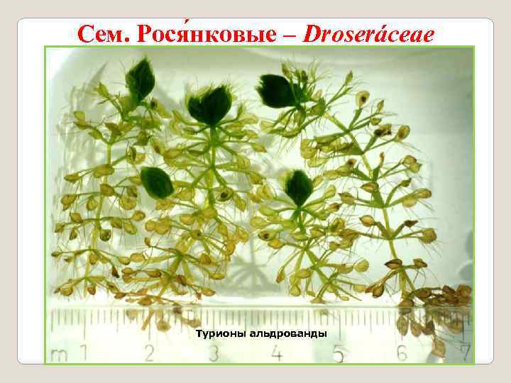 Сем. Рося нковые – Droseráceae Турионы альдрованды 