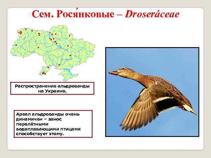 Сем. Рося нковые – Droseráceae Распространение альдрованды на Украине. Ареал альдрованды очень динамичен –