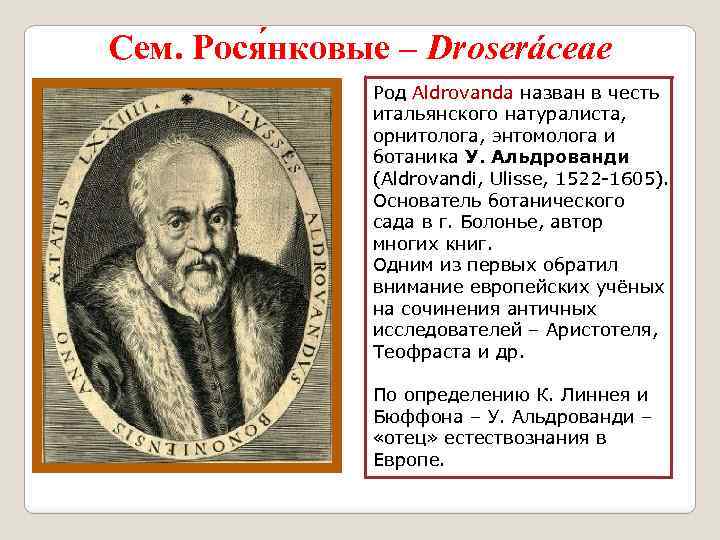 Сем. Рося нковые – Droseráceae Род Aldrovanda назван в честь итальянского натуралиста, орнитолога, энтомолога