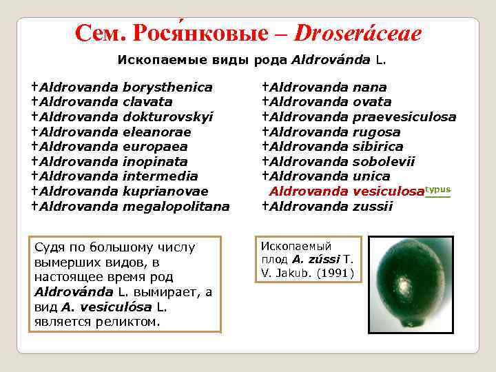 Сем. Рося нковые – Droseráceae Ископаемые виды рода Aldrovánda L. †Aldrovanda †Aldrovanda †Aldrovanda borysthenica