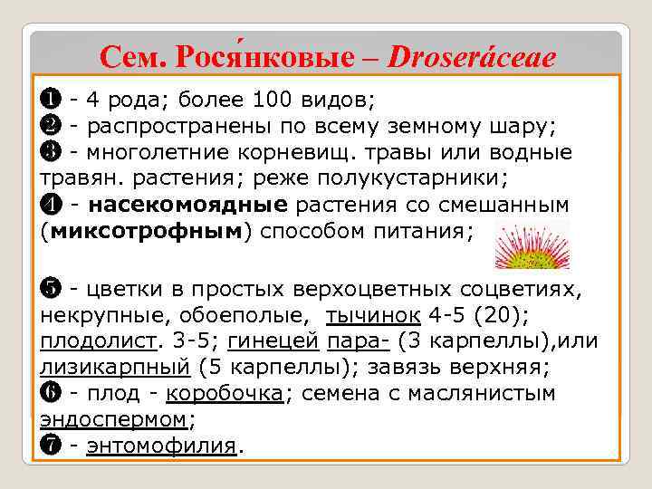 Сем. Рося нковые – Droseráceae ❶ - 4 рода; более 100 видов; ❷ -