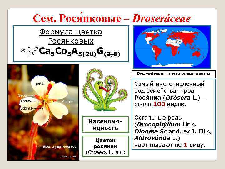 Сем. Рося нковые – Droseráceae Формула цветка Росянковых ♀♂Ca 5 Co 5 A 5(20)G(3;