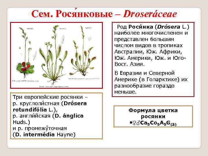 Сем. Рося нковые – Droseráceae Род Рося нка (Drósera L. ) наиболее многочисленен и