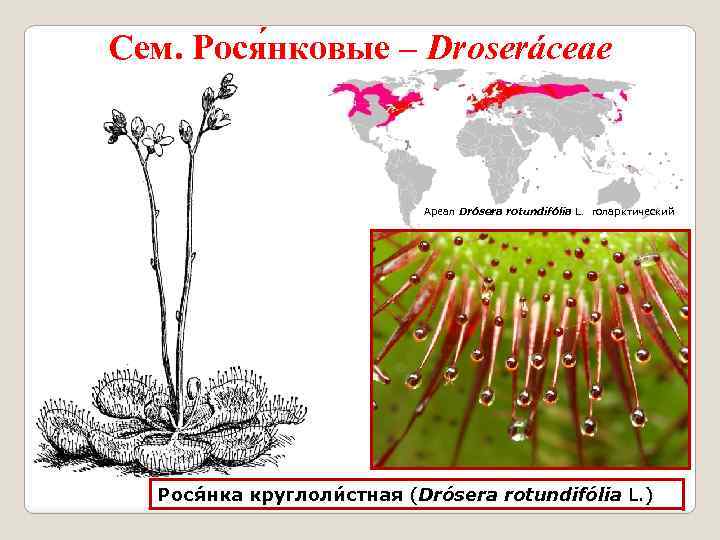 Сем. Рося нковые – Droseráceae Ареал Drósera rotundifólia L. голарктический Рося нка круглоли стная