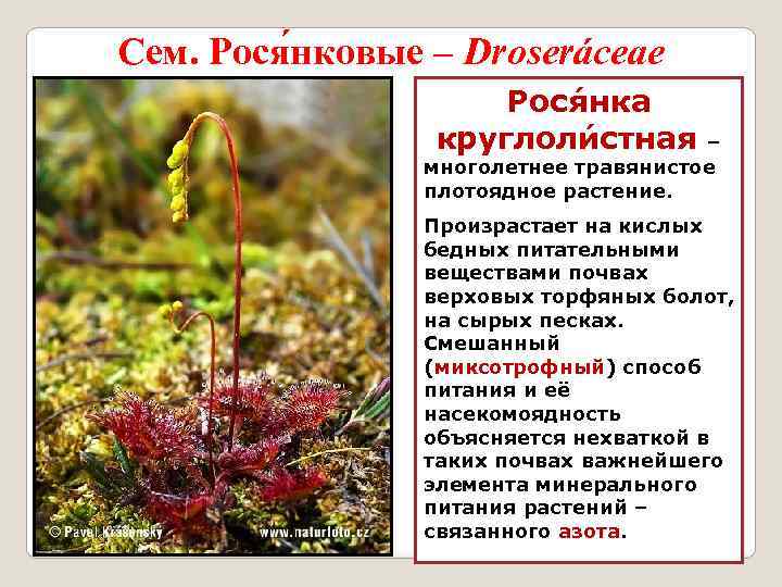 Сем. Рося нковые – Droseráceae Рося нка круглоли стная – многолетнее травянистое плотоядное растение.