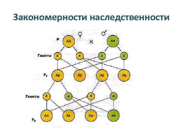 Закономерности наследственности 