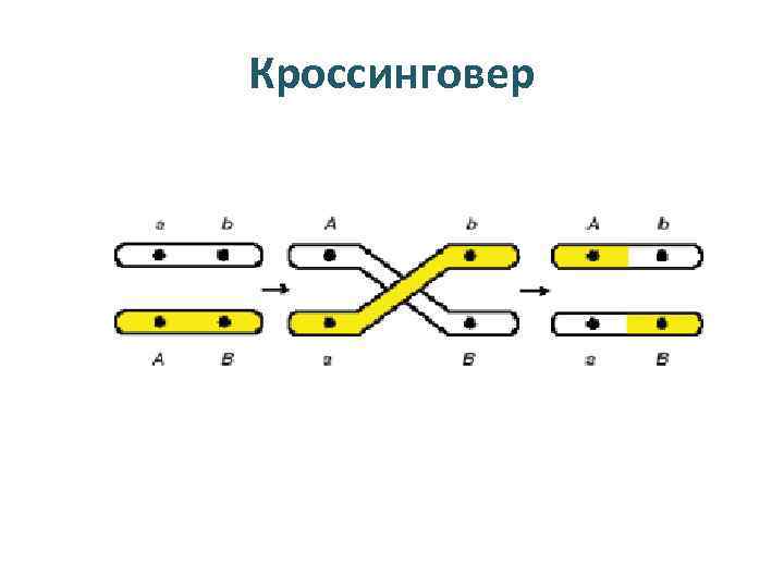 Кроссинговер это в биологии