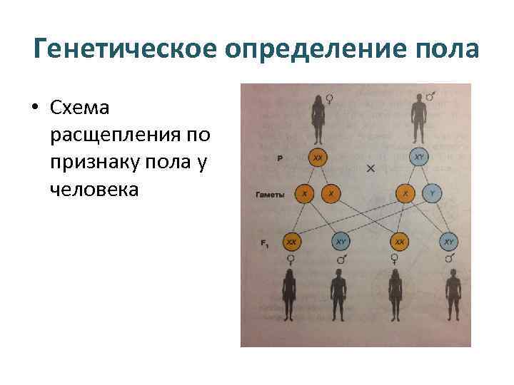 Генетика пола тест