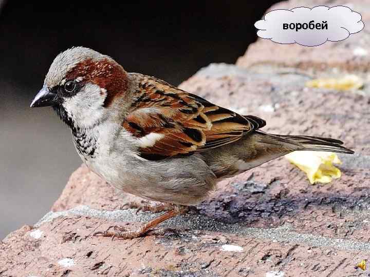 воробей 