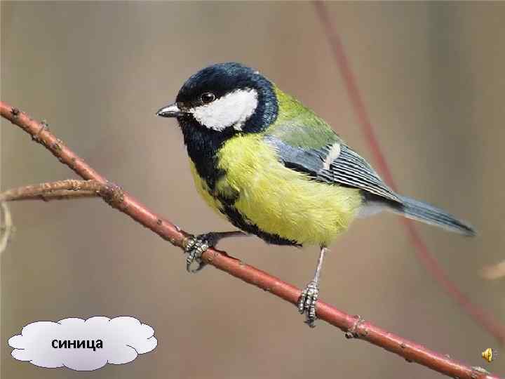 синица 